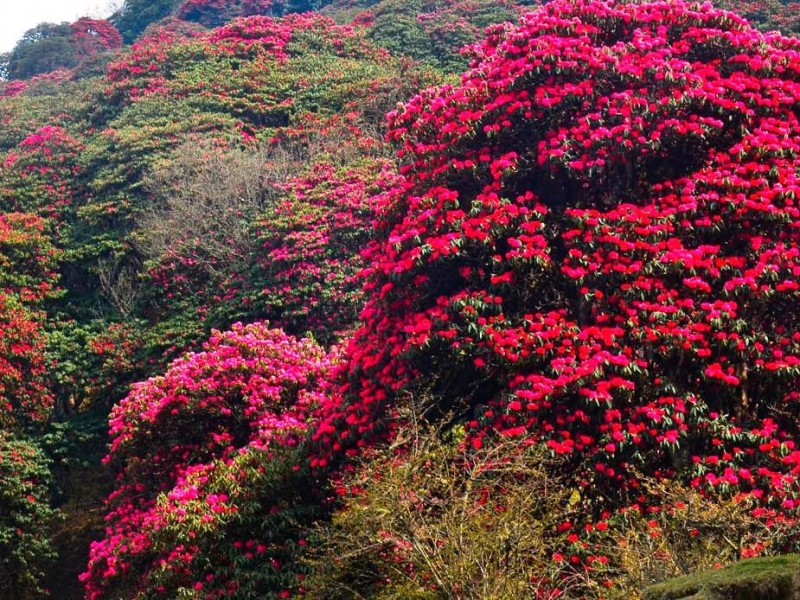 लालीगुराँस फुल्न थाल्दा रमाए पर्यटक